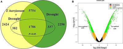 Molecular Programming of Drought-Challenged Trichoderma harzianum-Bioprimed Rice (Oryza sativa L.)